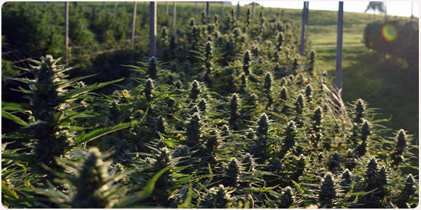cbd hanfblüten cannashop cbd vollspektrum öle